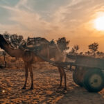 Paint for Cool Roof in Bikaner