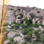 Cool Roof Paint in Ballari